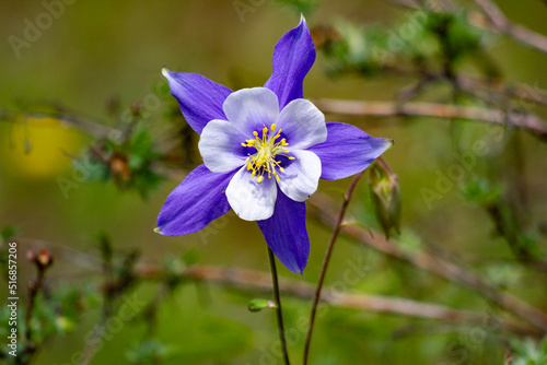 Quadro su tela Colorado blue columbine