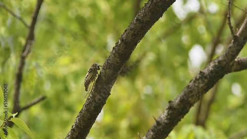 Close up shot of a cicada vocalising in a tree.  photo