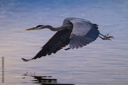 Great Blue Heron flying above the water © Kevin