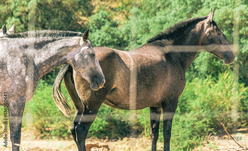 Fototapeta premium Caballos pastando