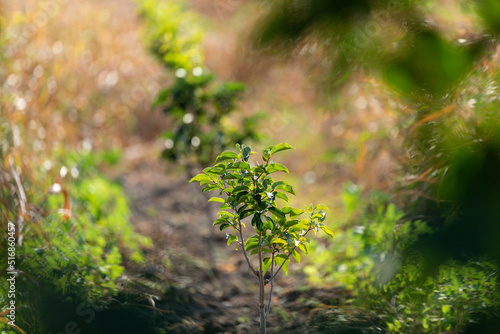 Persimmon sapling growing in the field