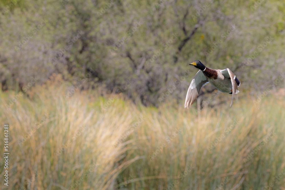 Fototapeta premium Mallard Duck in Flight