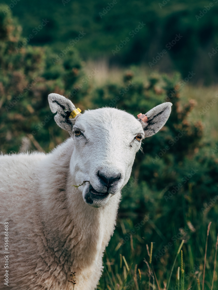 sheep smile portrait