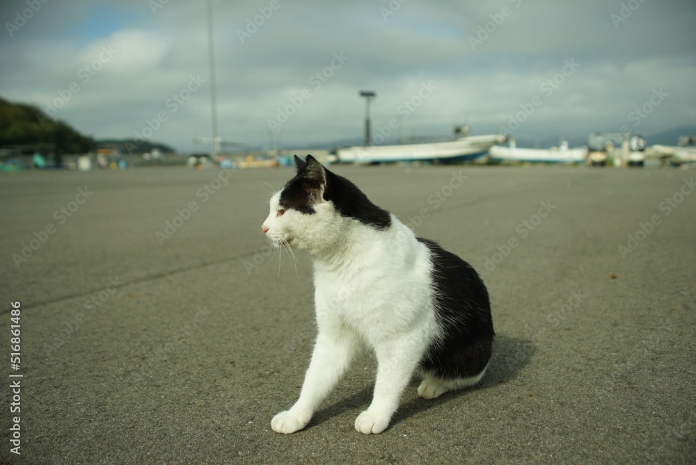 Cat living in Nitoda port, Tashirojima island Cat living in Nitoda port, Tashirojima island
