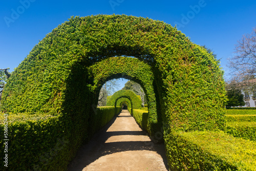 Fotografia Scenic view of green tunnel with hedgerows and archways from trimmed boxwoods in