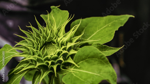 close up of a flower