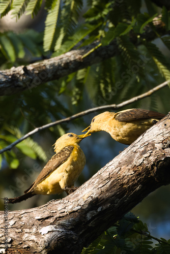 Cream-colored woodpecker. Celeus flavus photo