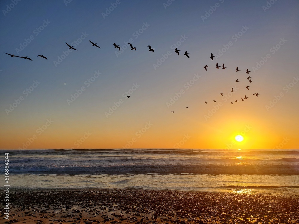 Fototapeta premium sunset on the beach with birds