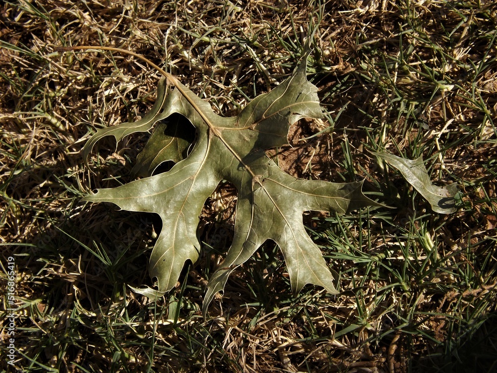 Naklejka premium leaf on the ground
