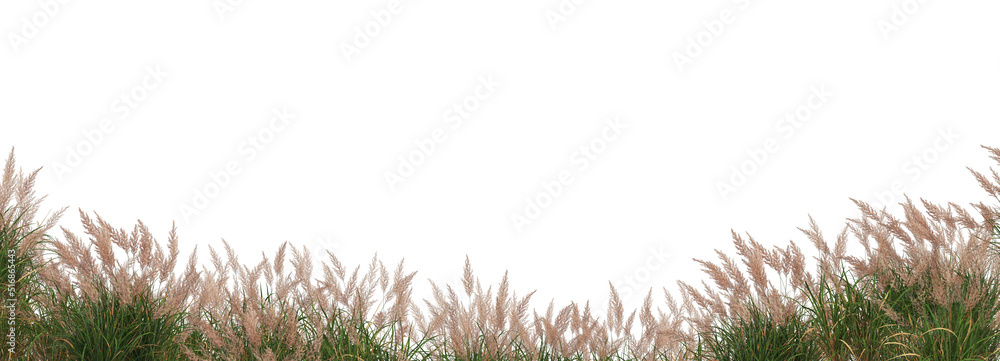 Fototapeta premium Foreground Grass blossoms on a white background