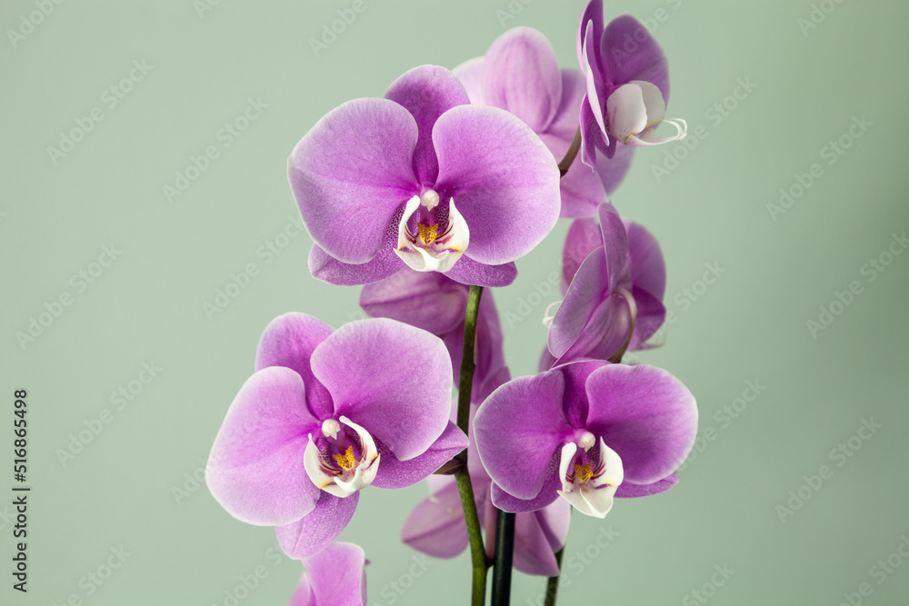 Isolated Purple Phalaenopsis orchids with a white center bloom Isolated Purple Phalaenopsis orchids with a white center bloom
