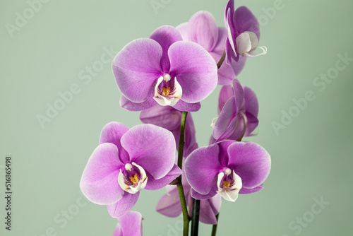 Isolated Purple Phalaenopsis orchids with a white center bloom