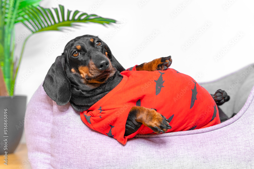 Fat dachshund puppy in a red T-shirt is lying in a pet bed with its
