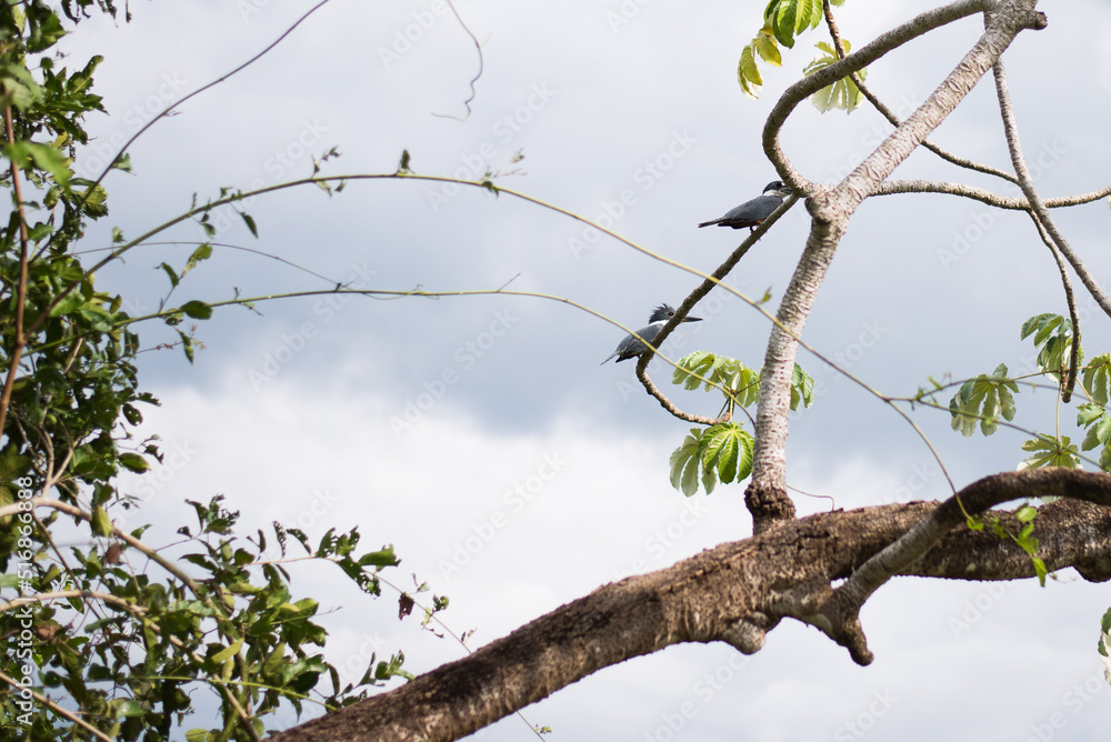 Ringed Kingfisher in Brazilian Pantanal Ringed Kingfisher in Brazilian Pantanal