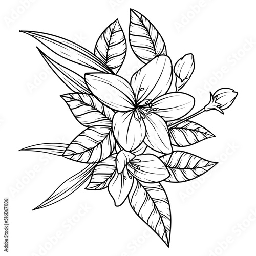 beautiful flower or wild flower drawing