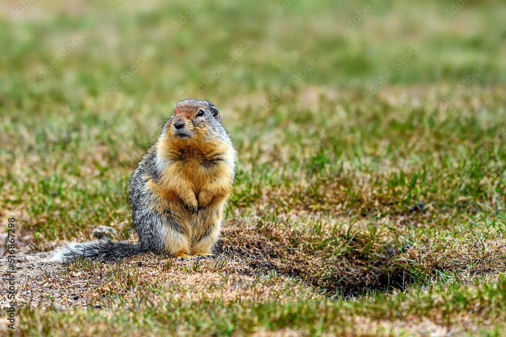 Columbian ground squirrel (Urocitellus columbianus) standing at the entrance of its burrow in Ernest Calloway Manning Park, British Columbia, Canada Columbian ground squirrel (Urocitellus columbianus) standing at the entrance of its burrow in Ernest Calloway Manning Park, British Columbia, Canada