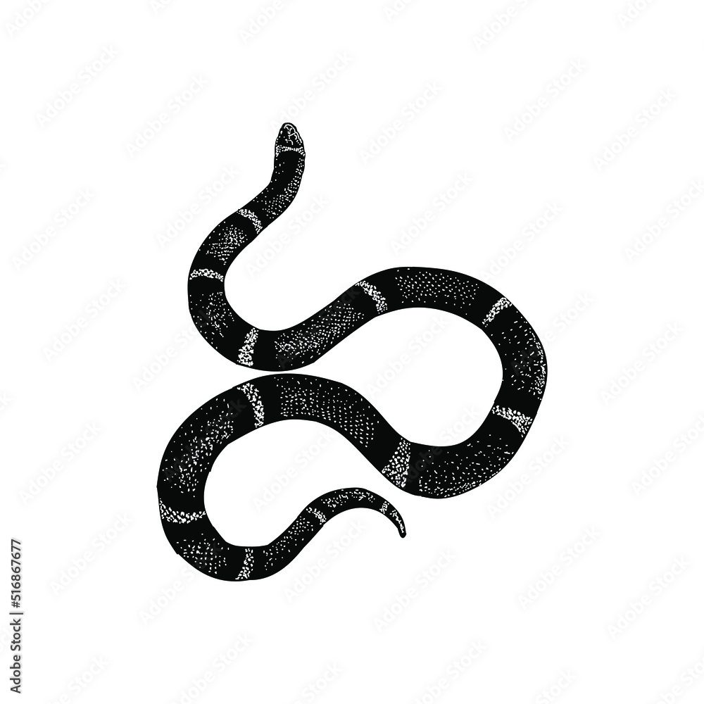 Fototapeta premium False coral snake hand drawing vector illustration isolated on background