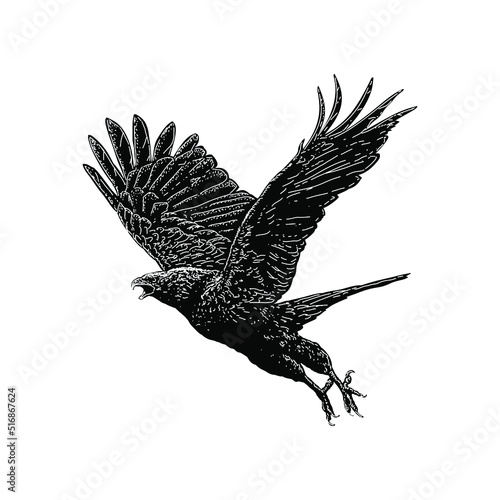 Eagle hand drawing vector illustration isolated on background