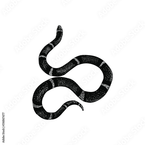 False coral snake hand drawing vector illustration isolated on background