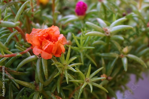 Fototapeta Naklejka Na Ścianę i Meble -  Orange Portulaca Bloom