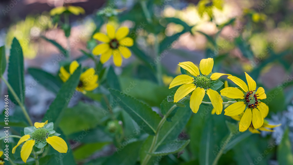 Obraz premium A member of the aster family, Berlandiera texana brightens the garden with its cheerful yellow blooms.