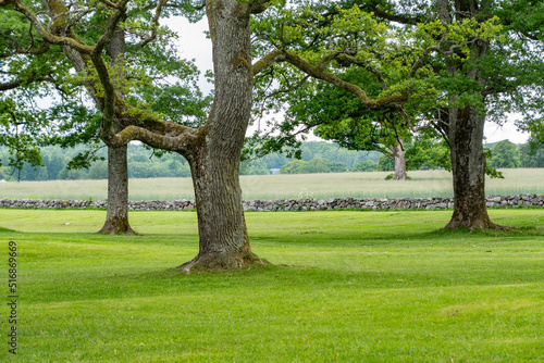 Stately old trees on a manicured lawn in front of an old stone wall and an agricultural field.