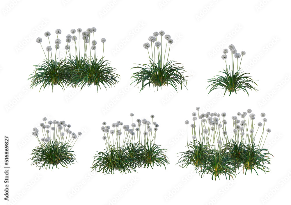 Flowers on a white background Flowers on a white background