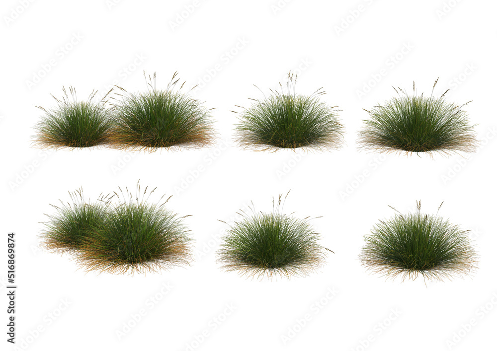Grass blossoms on a white background Grass blossoms on a white background