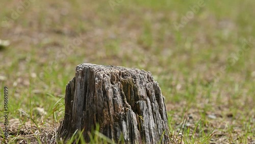 A cute and playful chipmunk running, jumping, sitting and eating on an old tree trunk in E.C. Manning Park, British Columbia, Canada
