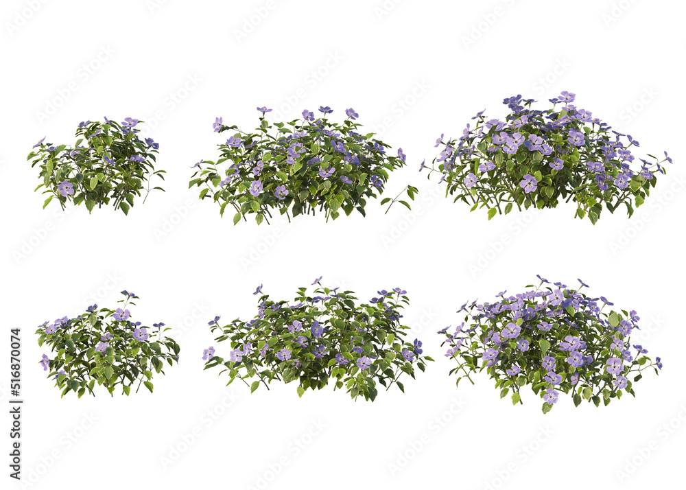 The shrub has flowers on a white background. The shrub has flowers on a white background.
