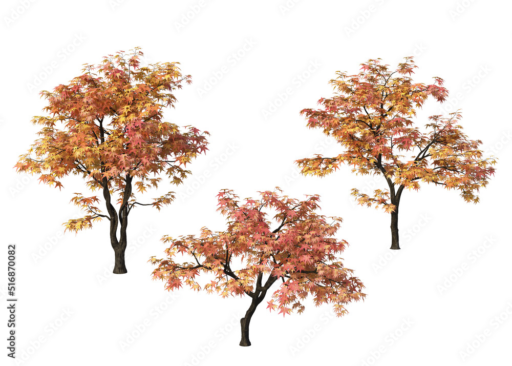 Autumn tree on a white background