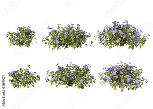 The shrub has flowers on a white background.