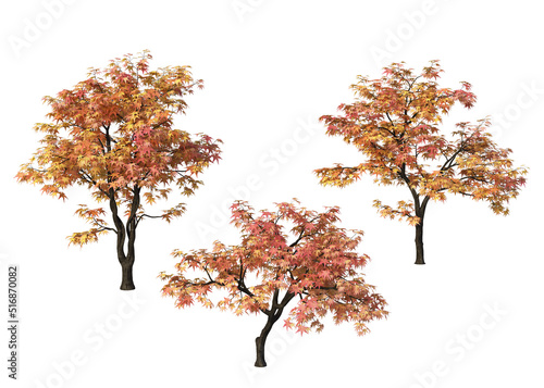 Autumn tree on a white background