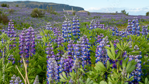 Beautiful blue-purple lupine wildflowers blooming in a meadow  as a nature background