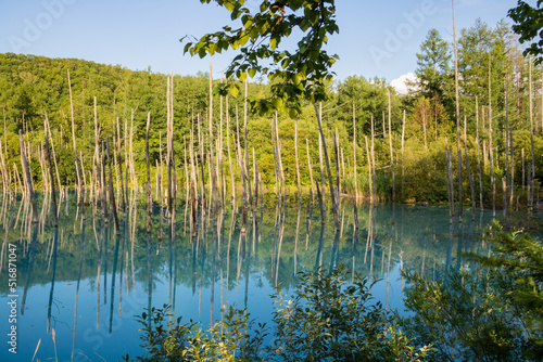 水面に映る雑木林 青い池 