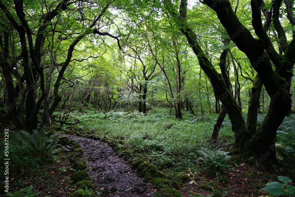 Fototapeta premium pathway to deep forest