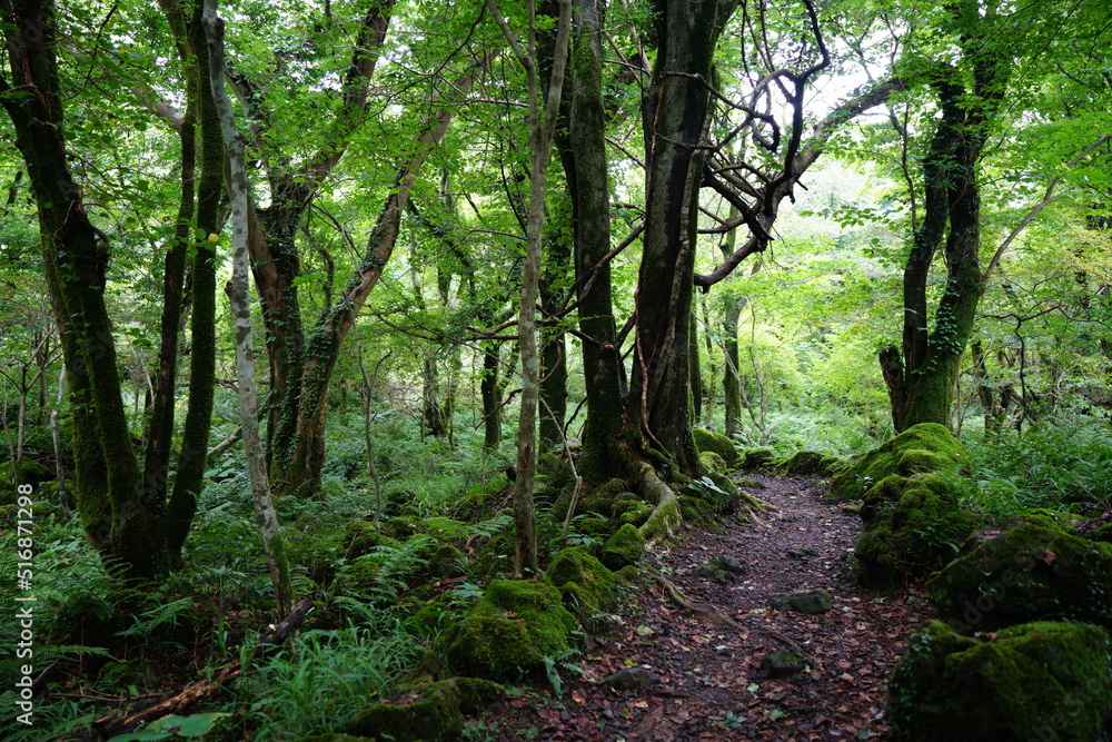 summer forest path through mossy rocks and old trees summer forest path through mossy rocks and old trees