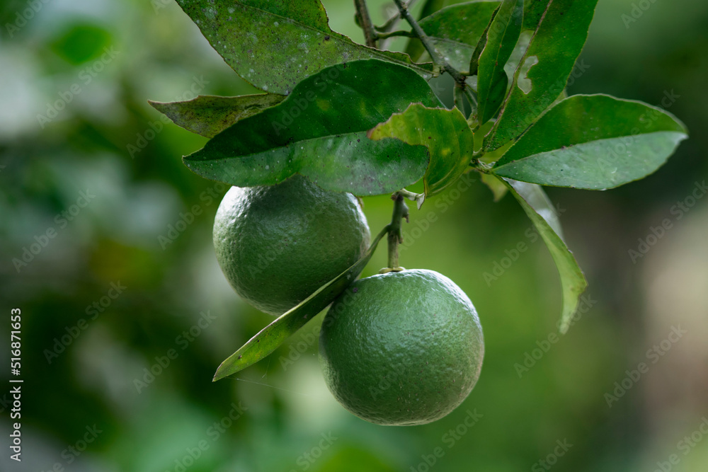 cultivation of green lemon bunches in the foreground 