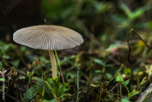 Mushroom on forest floor 