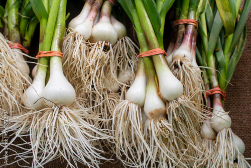 Garlic Season - Fresh Garlic - Farmers Market - Bulbs with Stems Garlic - Nature Food