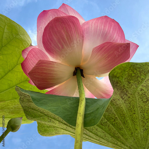 lotus flower on sky