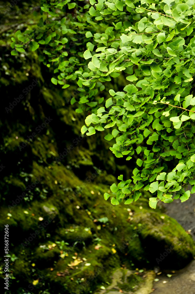 green ginkgo leaves inside the chinese temple in spring green ginkgo leaves inside the chinese temple in spring