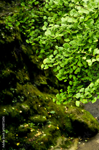Fototapeta Naklejka Na Ścianę i Meble -  green ginkgo leaves inside the chinese temple in spring