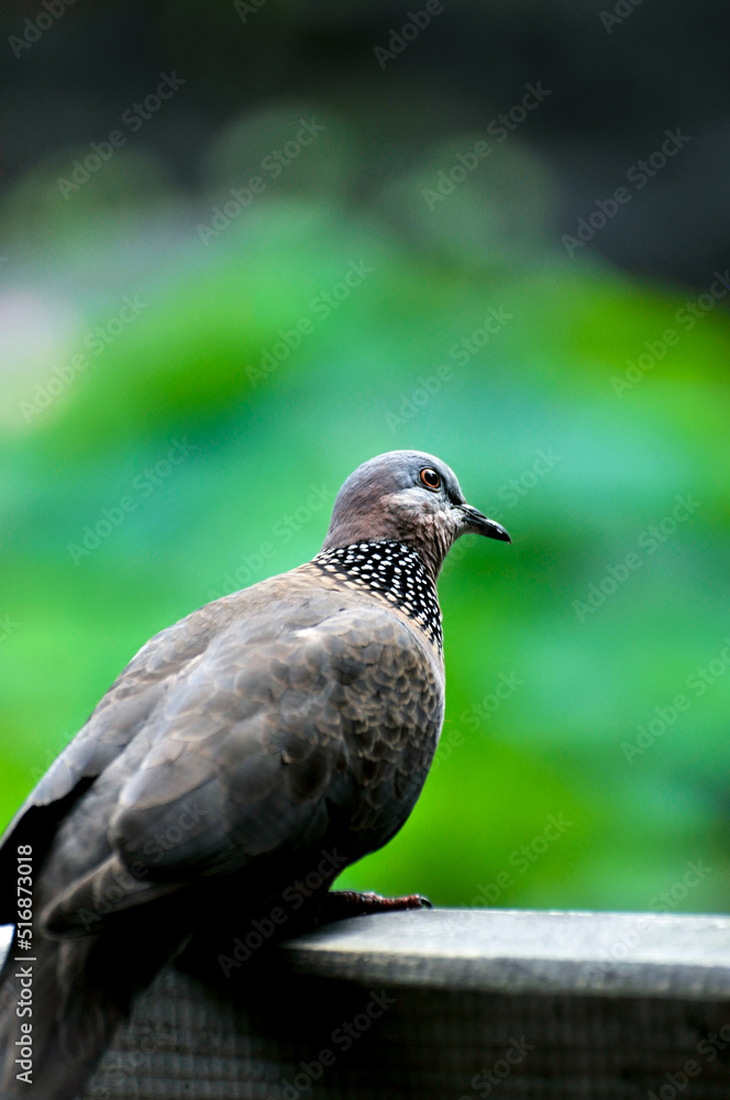 close up of a dove is restting on the wooden fence close up of a dove is restting on the wooden fence