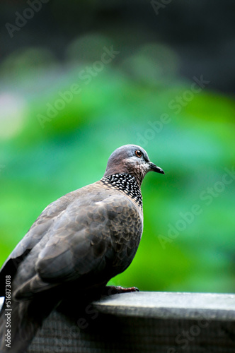 close up of a dove is restting on the wooden fence  