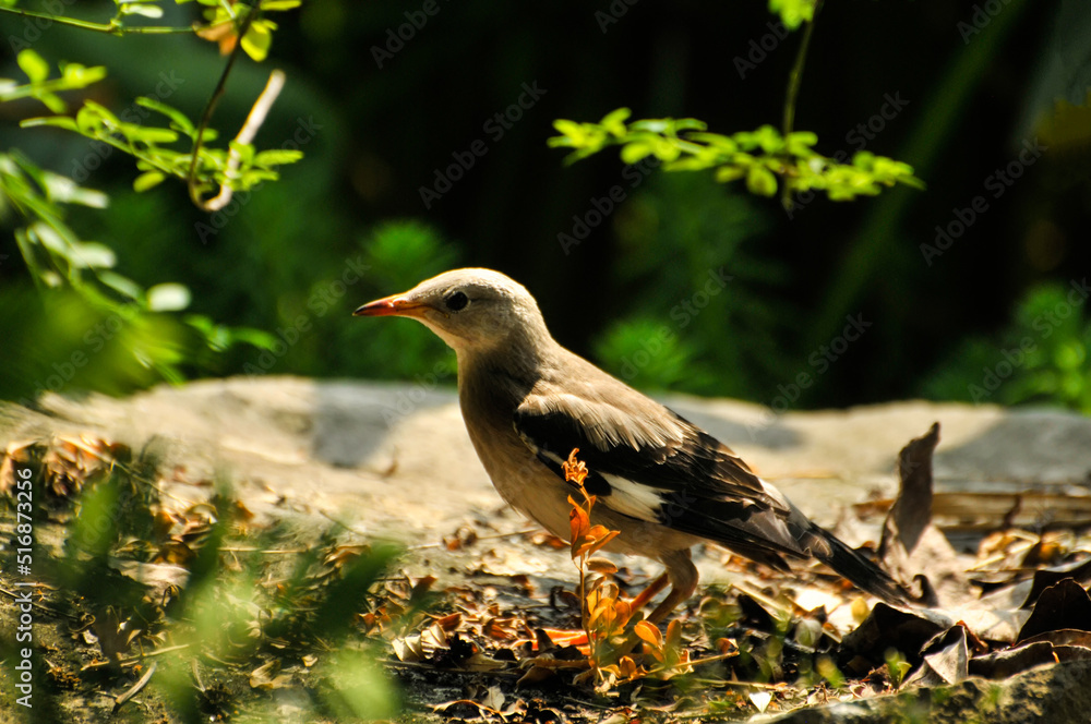 bird on the rock bird on the rock