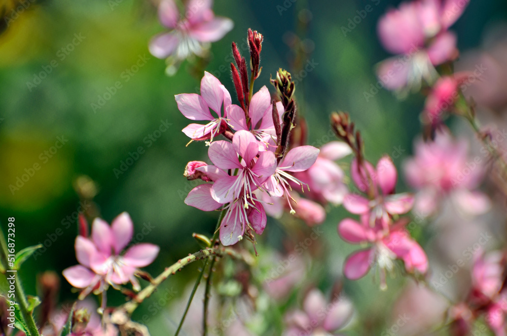 blossoming pink small flowers in spring blossoming pink small flowers in spring