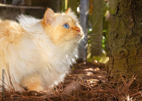 Cute Birman cat with ruffled fur sitting under a tree