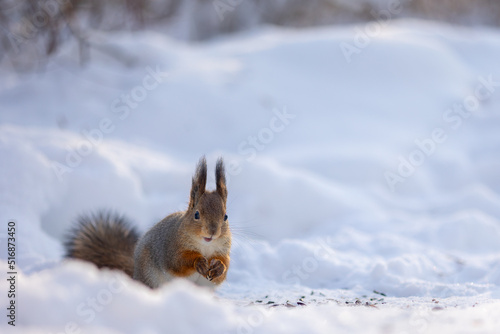 Squirrel sits in snow by tree and eats nuts in winter snowy park. Winter color of animal