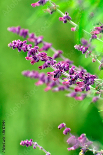 pink lavender flowers in the garden